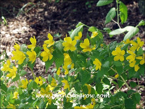 This Kerria has large flowers. This plant was growing in the shade.